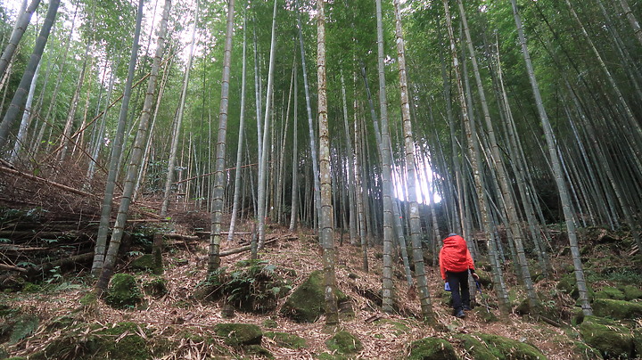 大石公  上樟空崙山  下竹崙古道  O型--茶園  竹林  銀杏  雲海  四大美景  一次滿足