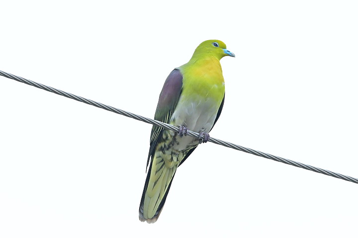 Z7II+Z6記錄到46隻(事實有50隻)綠鳩群聚