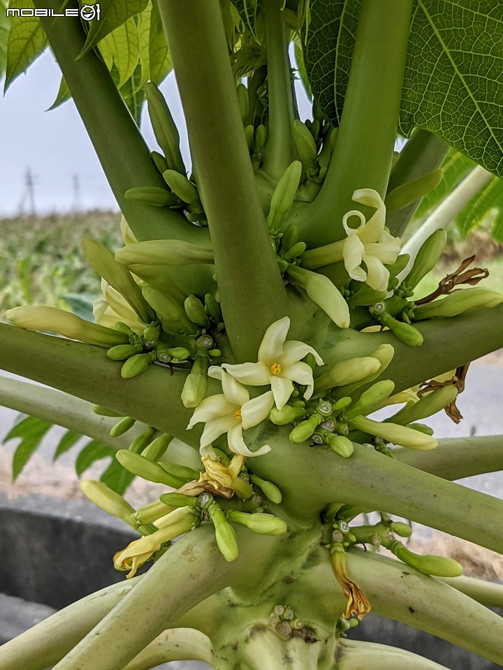 馬利筋 台南市佳里區蕭壠文化園區 12/25