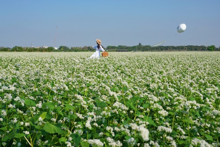 全台唯一的蕎麥花田綻放囉!來二林搶拍「雪白花海」