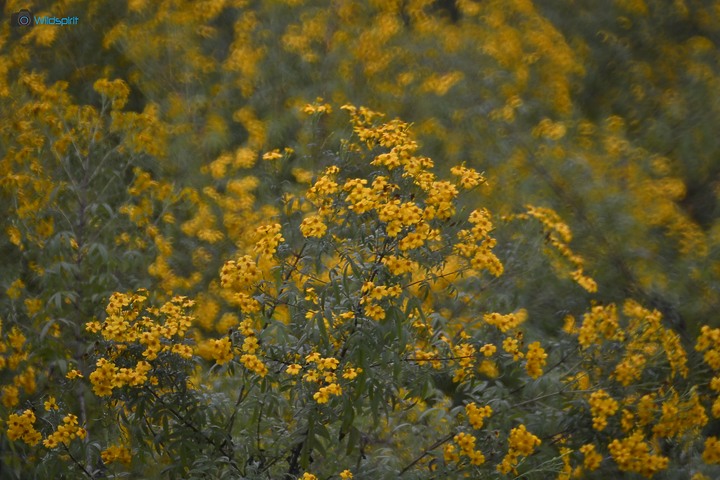 40年罕見具有光圈的反射鏡【OHNAR 300mm F5.6-16 Reflex Mirror】