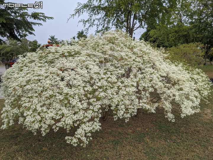 白雪木+紫花霍香薊 台南市山上區水道博物館 12/17