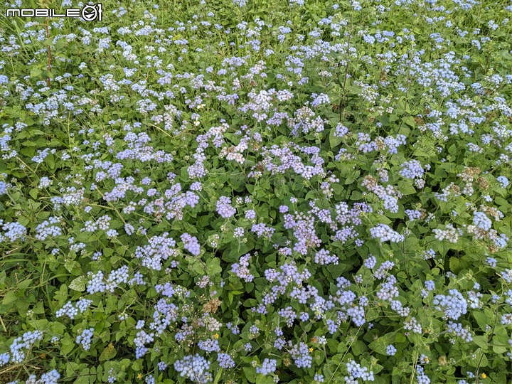 白雪木+紫花霍香薊 台南市山上區水道博物館 12/17