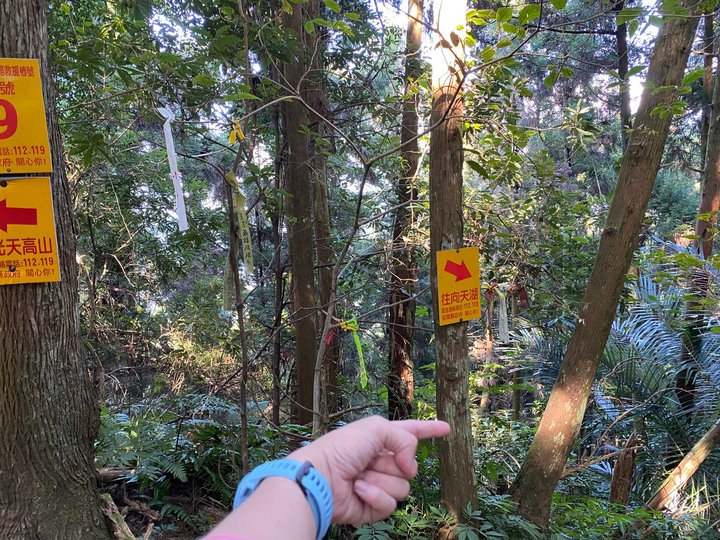 苗栗南庄|向天湖山O形縱走,蓊鬱的柳杉林,優美林相讓人著迷