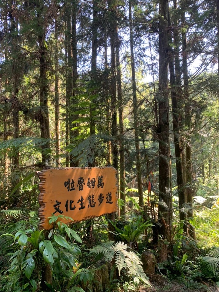 苗栗南庄|向天湖山O形縱走,蓊鬱的柳杉林,優美林相讓人著迷