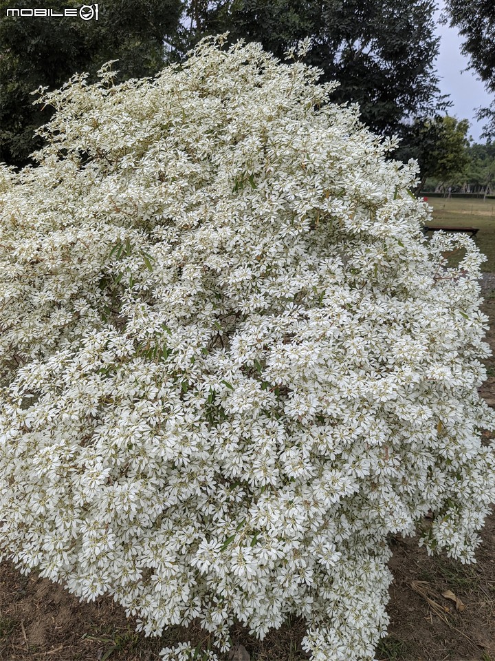 白雪木+紫花霍香薊 台南市山上區水道博物館 12/17