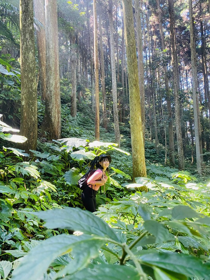 苗栗南庄|向天湖山O形縱走,蓊鬱的柳杉林,優美林相讓人著迷