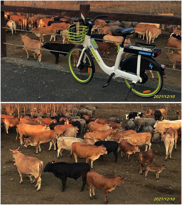 Moovo遊地府
