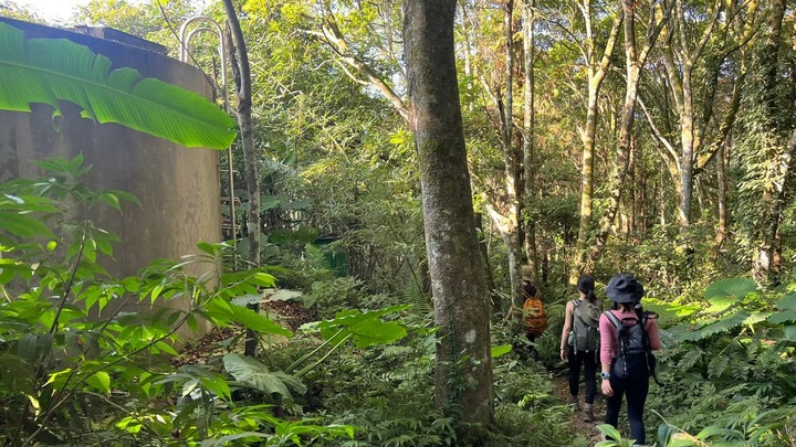 苗栗南庄|向天湖山O形縱走,蓊鬱的柳杉林,優美林相讓人著迷