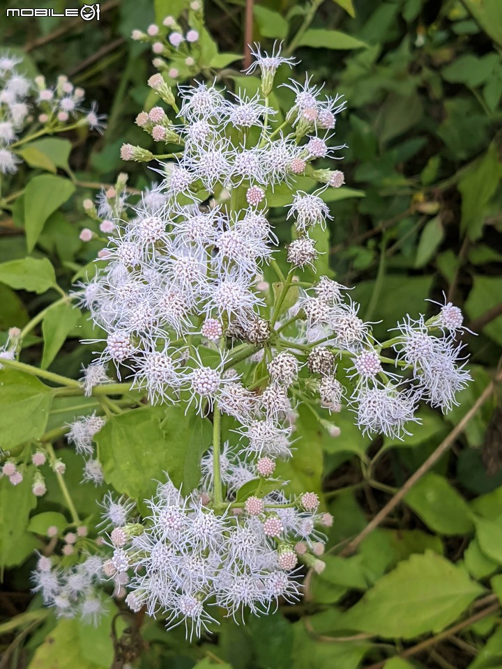 香澤蘭 台南市山上區市道178甲線 12/19