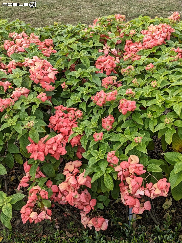 白雪木+紫花霍香薊 台南市山上區水道博物館 12/17
