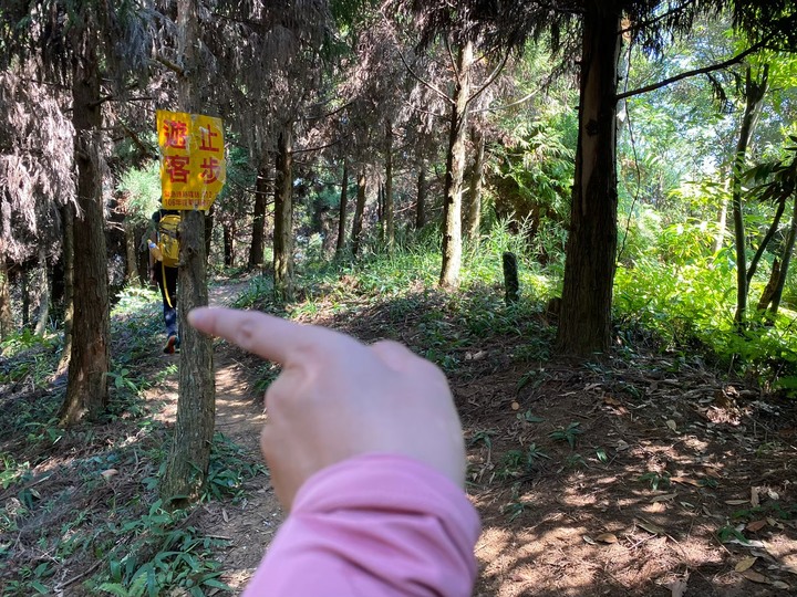 苗栗南庄|向天湖山O形縱走,蓊鬱的柳杉林,優美林相讓人著迷