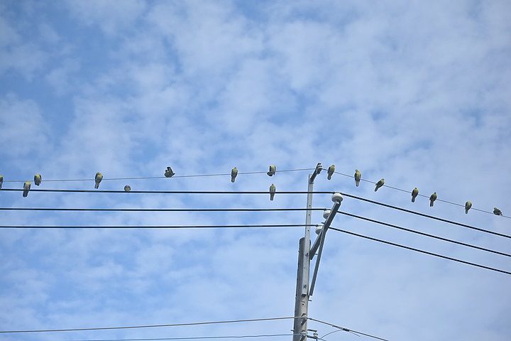 Z7II+Z6記錄到46隻(事實有50隻)綠鳩群聚
