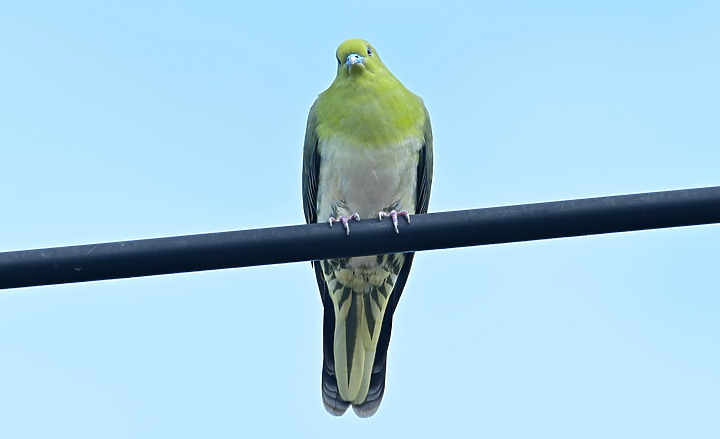 Z7II+Z6記錄到46隻(事實有50隻)綠鳩群聚