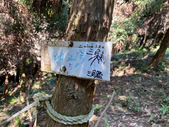 苗栗南庄|向天湖山O形縱走,蓊鬱的柳杉林,優美林相讓人著迷