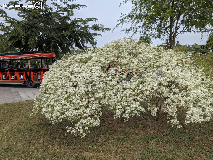 白雪木+紫花霍香薊 台南市山上區水道博物館 12/17