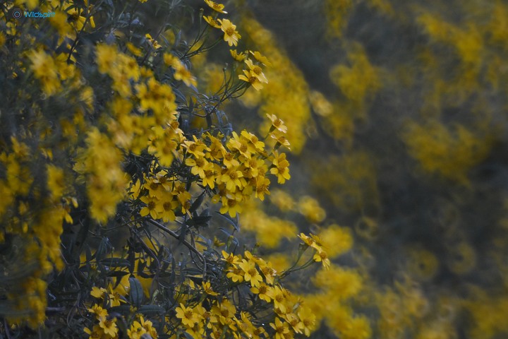 40年罕見具有光圈的反射鏡【OHNAR 300mm F5.6-16 Reflex Mirror】