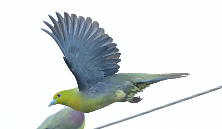 Z7II+Z6記錄到46隻(事實有50隻)綠鳩群聚