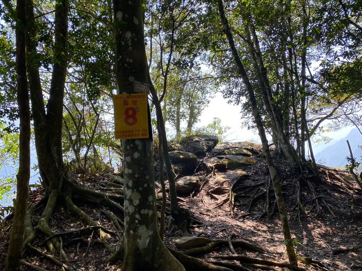 苗栗南庄|向天湖山O形縱走,蓊鬱的柳杉林,優美林相讓人著迷