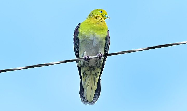 Z7II+Z6記錄到46隻(事實有50隻)綠鳩群聚