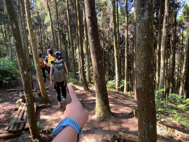 苗栗南庄|向天湖山O形縱走,蓊鬱的柳杉林,優美林相讓人著迷