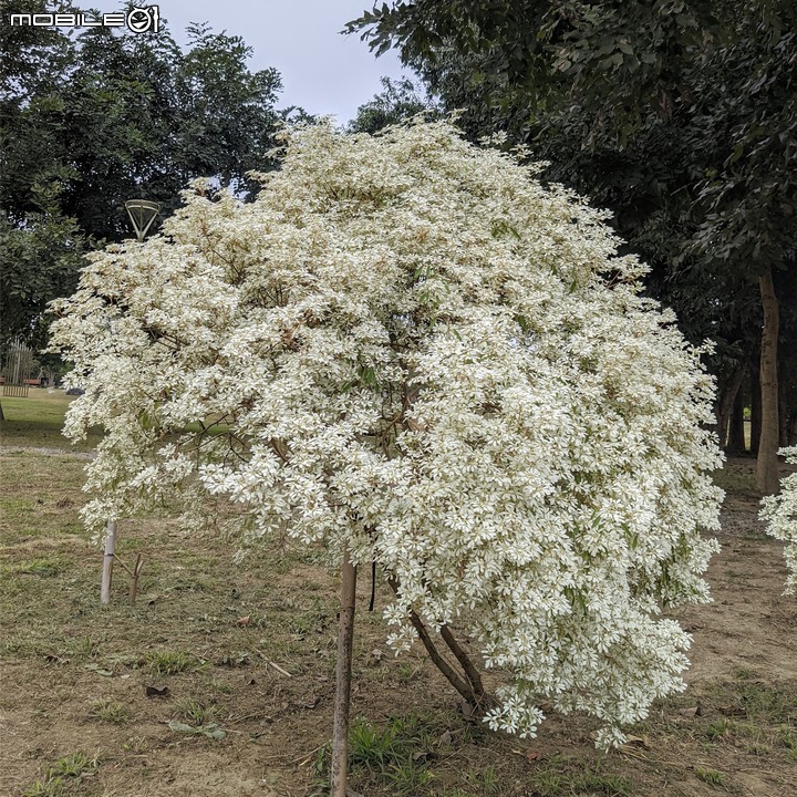 白雪木+紫花霍香薊 台南市山上區水道博物館 12/17