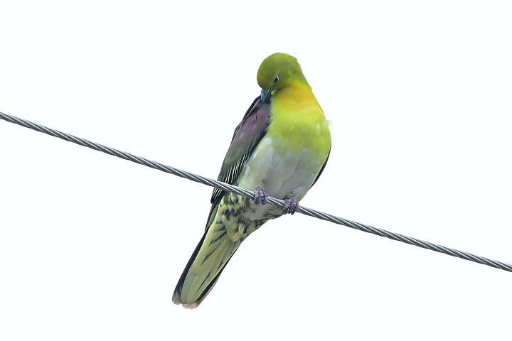 Z7II+Z6記錄到46隻(事實有50隻)綠鳩群聚