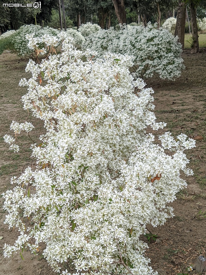 白雪木+紫花霍香薊 台南市山上區水道博物館 12/17