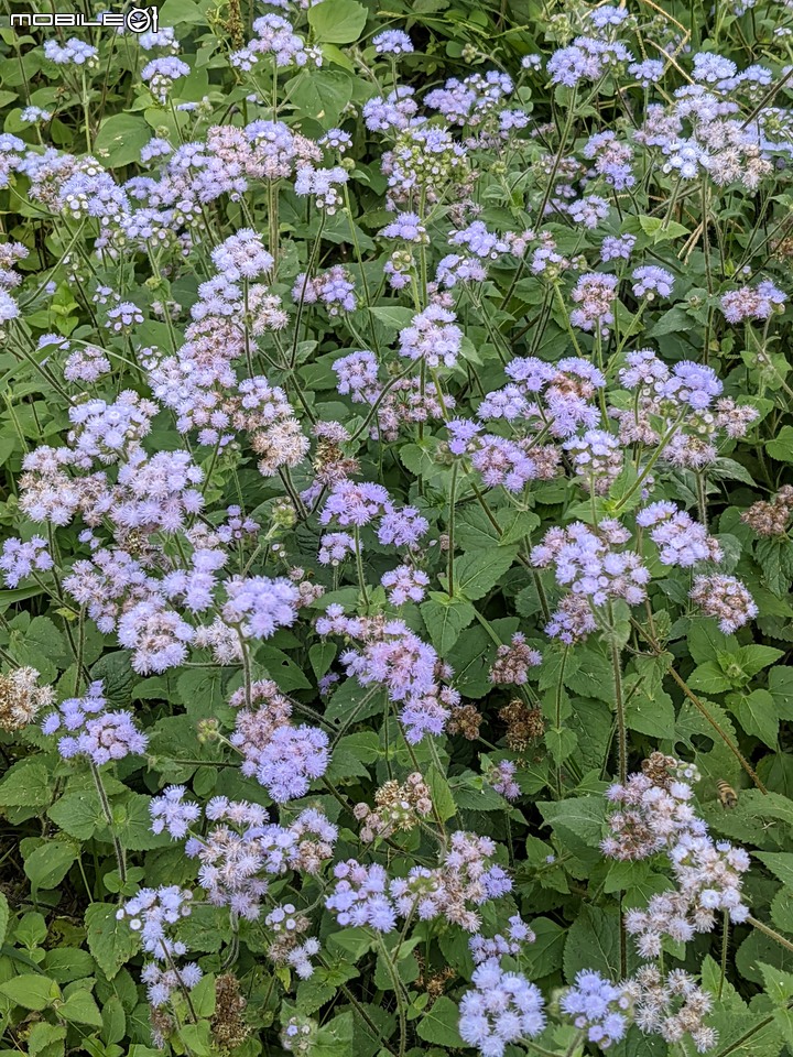 白雪木+紫花霍香薊 台南市山上區水道博物館 12/17