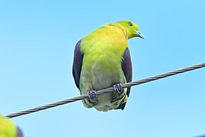 Z7II+Z6記錄到46隻(事實有50隻)綠鳩群聚
