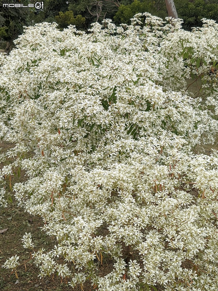 白雪木+紫花霍香薊 台南市山上區水道博物館 12/17
