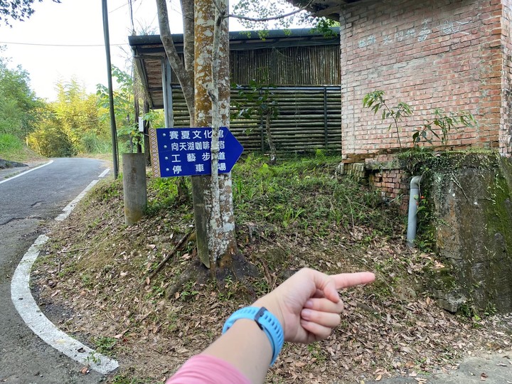 苗栗南庄|向天湖山O形縱走,蓊鬱的柳杉林,優美林相讓人著迷