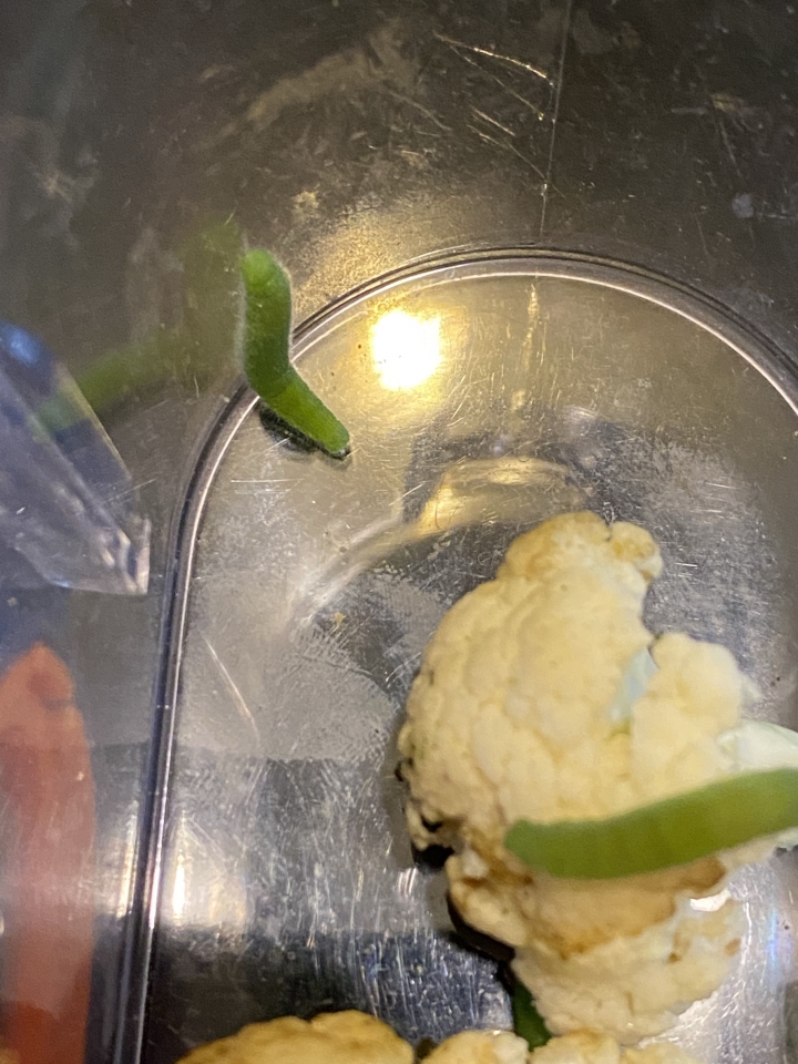 花椰菜上的小蟲變成了紋白蝶❤️