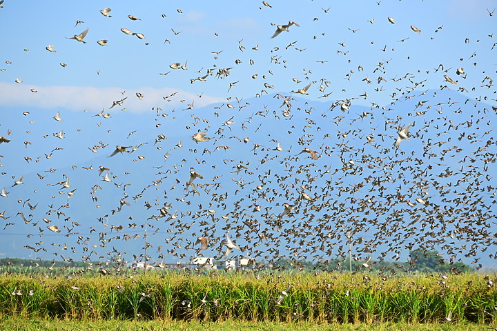 數千隻麻雀密集感PK：Z fc+18-140mm Z vs. Z7II+600mm+1.4X。