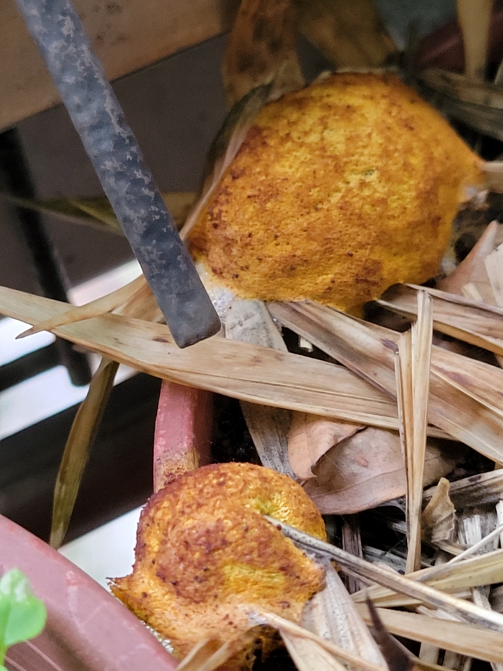 請教這黃黃的是什麼？