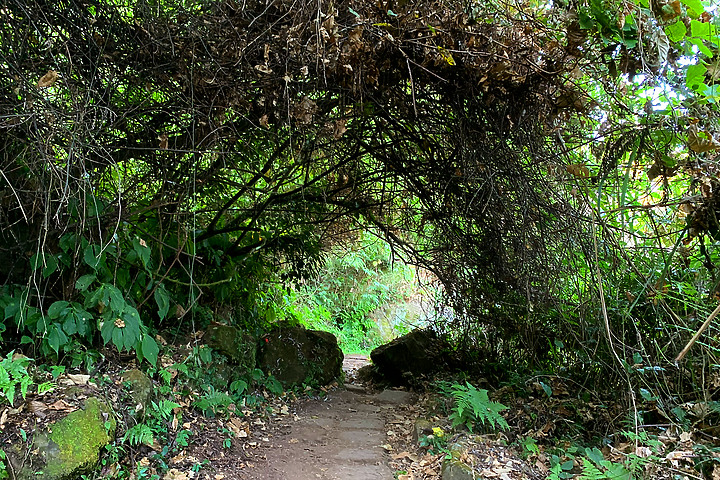 苗栗泰安｜馬那邦山登山步道｜漫步楓紅古戰場．遠眺深藍聖稜線
