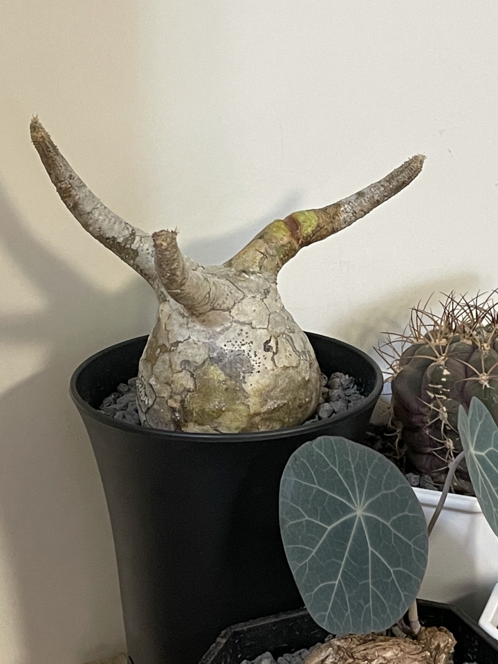 塊根分享之療癒小物