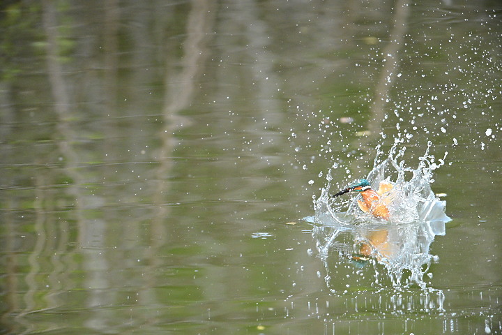 Nikon Z9的120ps，讓我有幸完整記錄翠鳥因為洗澡，224秒內連續20次衝水。