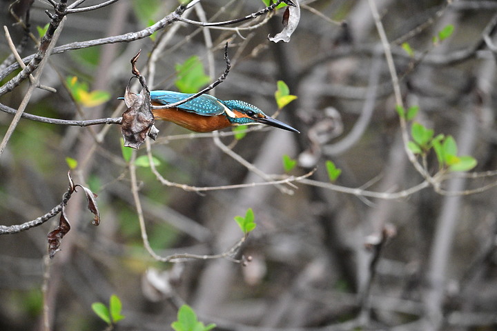 Nikon Z9的120ps，讓我有幸完整記錄翠鳥因為洗澡，224秒內連續20次衝水。