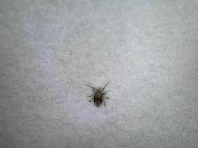 請問版上的高手，這是甚麼蟲？