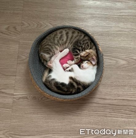 嬌小背影望門口2幼貓「5個月目光一致」笑翻媽：永遠朝向廚房