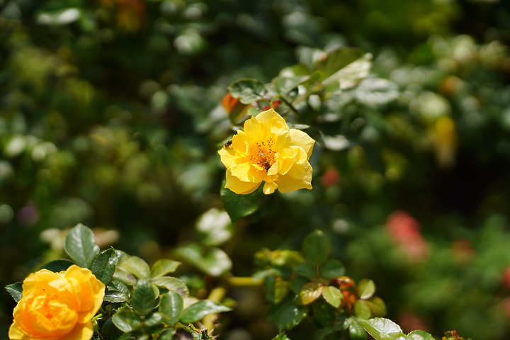 Tamron 35-150mm f/2-2.8 DiIII VXD（A058）評測報告｜大光圈旅遊鏡 取景構圖更有彈性！