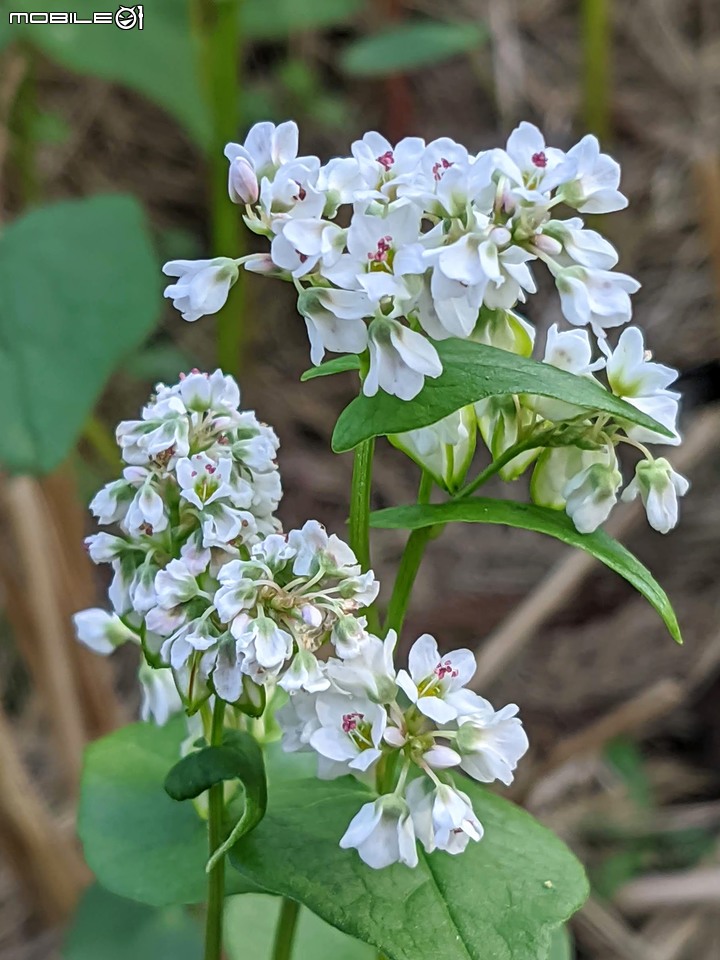台南市六甲區菁埔埤落羽松 01/23