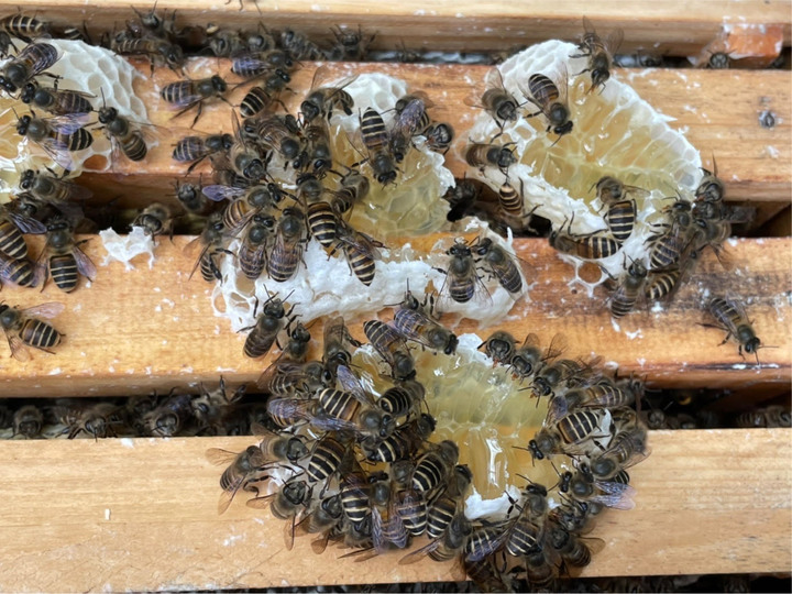陽台野蜂 鴨腳蜂蜜 收成囉