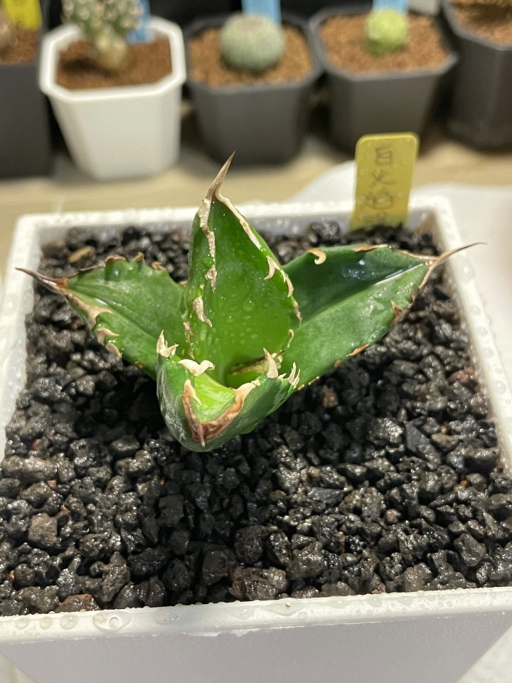 嚴龍分享（龍舌蘭）