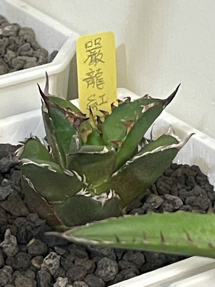 嚴龍分享（龍舌蘭）