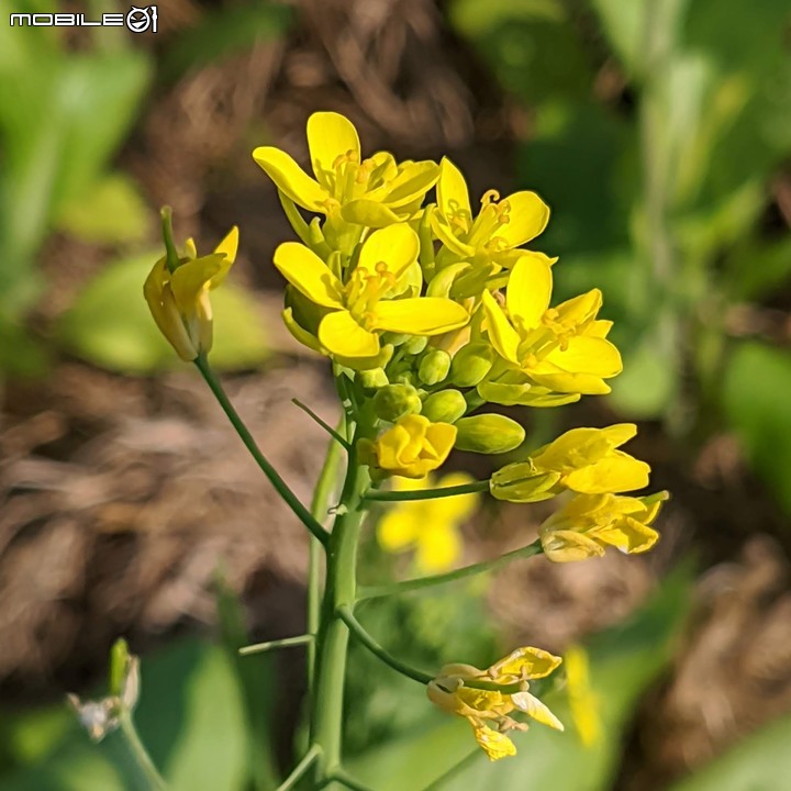 台南市六甲區菁埔埤落羽松 01/23