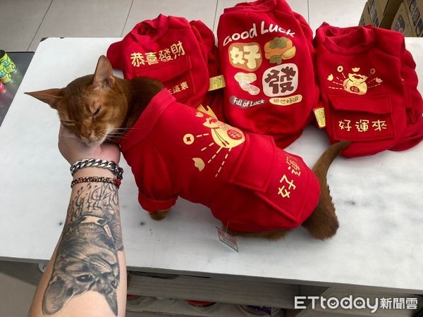 過年前試穿新衣!「高顏值毛模特」全身紅賣萌討摸:紅包先拿來