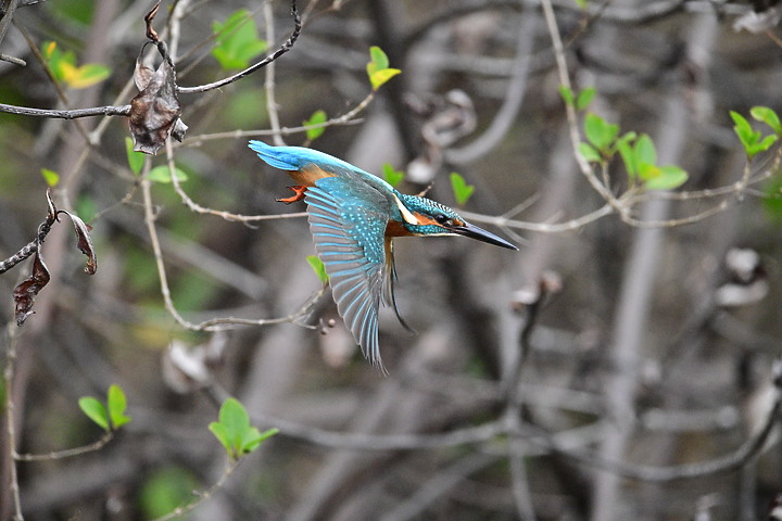 Nikon Z9的120ps，讓我有幸完整記錄翠鳥因為洗澡，224秒內連續20次衝水。