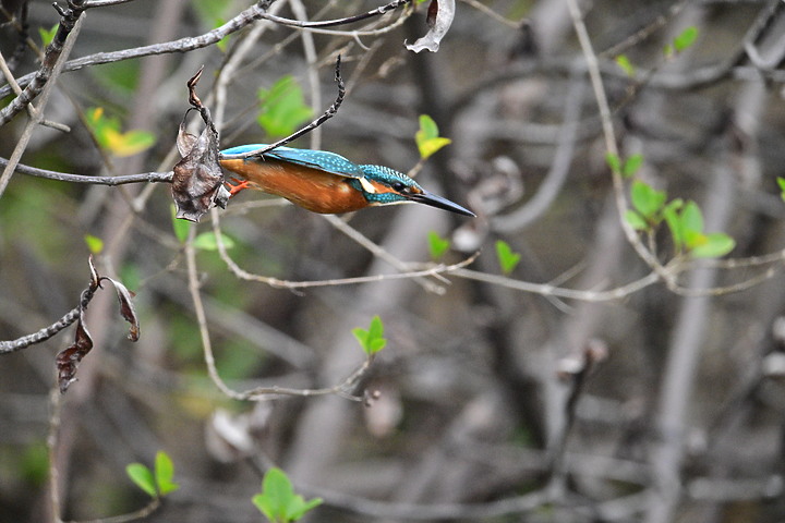 Nikon Z9的120ps，讓我有幸完整記錄翠鳥因為洗澡，224秒內連續20次衝水。